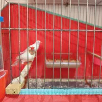 فنج ستاره ای. کرواتی .بنگالی