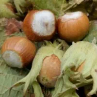 فندق نهال جزو اجیل نهالستان درخت فندق متفاوت