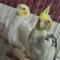 گمشده هر کی پیدا کرده خبر بده بچه‌ها م گریه میکنن