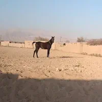 فروشی کره مادیون عرب ۱۸ماه|اسب و تجهیزات اسبسواری|شریفآباد, |دیوار