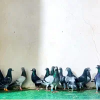 کبوتر ماده همه المانی