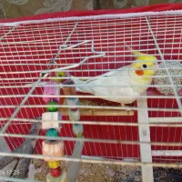 عروس هلندی نر