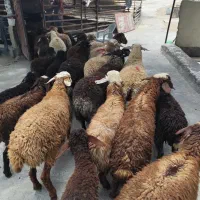 انجام خرد کردن گوشت بسته بندی دام زنده کل پردیس