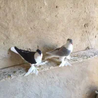 کفتر لاهوری تمیز فروشی