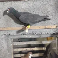 کفتر پرشی|پرنده|مشهد, کارمندان دوم|دیوار