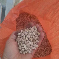 گردو ی زنوز|خوردنی و آشامیدنی|مرند, |دیوار