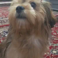 فروش،پت خانگی|سگ|ورامین, ورامین|دیوار