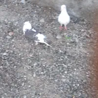 کبوتر درجای|پرنده|میناب, |دیوار