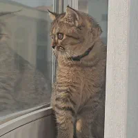 بریتش 9 ماهه ماده