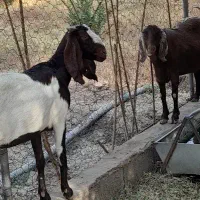 گوسفندپاکستانی|حیوانات مزرعه|جیرفت, |دیوار