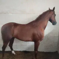 دوسر وارداتی اماده به کورس