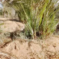 پاجوش نخل|گل و گیاه طبیعی|شادگان, |دیوار