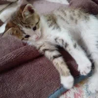 واگذاری بچه گربه های ناز خوشگل