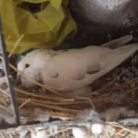 کبوتر|پرنده|منجوان, |دیوار