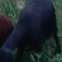 گوسفند گوشتی بفروش میرسد