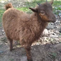 دوعددبزماده سالم وسرحال|حیوانات مزرعه|سنگر, |دیوار