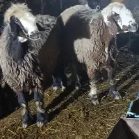 شیشک میش ابستن