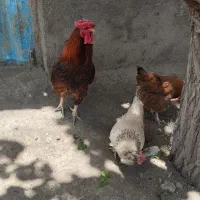 مرغ و خروس جوان