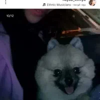 سگ پامر 18ماهه ماده