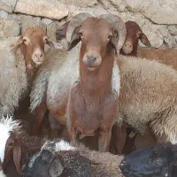 قوچ هموزیگوت دوساله بشرط پرش