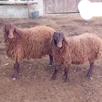 نژاد همو و هترو|حیوانات مزرعه|مشهد, میان ولایت|دیوار