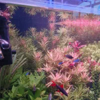 گیاه هرس|ماهی|شیراز, حافظیه|دیوار