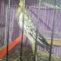 فروش3عددعروس