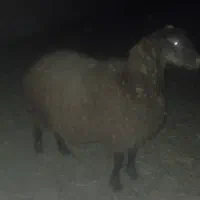 بره ماده