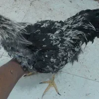 خروس قفس مرغ تخمگذار|حیوانات مزرعه|مشهد, کشف|دیوار