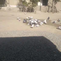 پرنده فروشی|پرنده|کمیجان, |دیوار