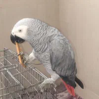 طوطی کاسکو|پرنده|مهر, |دیوار