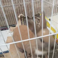 خرگوش مینیاتوری|موش و خرگوش|بندر ماهشهر, |دیوار