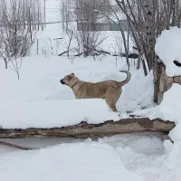 ماده سرابی گله دارشکم طلا