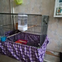 قناری نر مست شلاقی