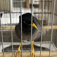 مرغ مینا سخنگو