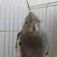 عروس هلندی نر بالغ