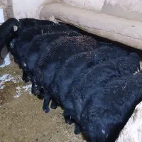 بره قوچ قره قزل اصل