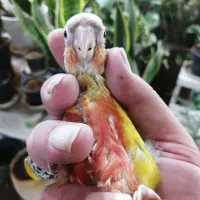 جوجه گرینچیک آناناسی دبل رد جفتای روی تخم وجوجه