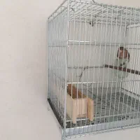 سهره قناری دهن زن