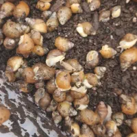 حلزون|خزنده|تهران, خرمشهر|دیوار