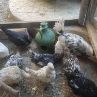 گلین (مرغ و خروس لری عشایری)|حیوانات مزرعه|فولادشهر, C4|دیوار