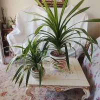 گل و گیاه زینتی