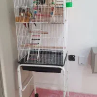 طوطی گرینچیک|پرنده|مشهد, الهیه|دیوار