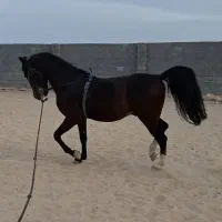 نریون فروشی درجه یک