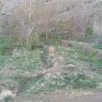 باغ مثمر|فروش زمین و ملک کلنگی|سبزوار, کراب|دیوار