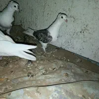 کبوتر پشتی کاکل شاخی دمسفید