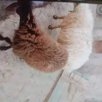 بره پرواری پشم شیری