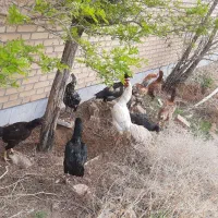 تخم مرغ لاری نطفه دار