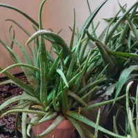 الورا معاوضه|گل و گیاه طبیعی|سهند, |دیوار