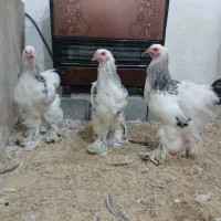 فروش خروس برهما لایت در بندرانزلی|حیوانات مزرعه|رشت, استادسرا|دیوار